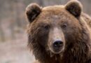 Латвия: на сотрудника Latvijas valsts meži напал медведь