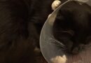 В Лиепае неизвестный выстрелил кошке в глаз (видео)