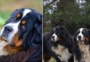 Латвия: со двора частного дома пропали три собаки; возможно их украли