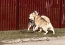 Собаки бегают на улице Ванес