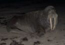 В Лиепае на берегу моря обнаружили моржа (фото, видео)