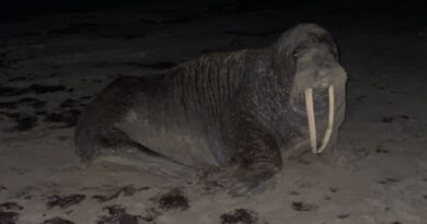 Путешествующий по побережью Балтийского моря морж погиб: чучело сохранят в музее