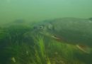Водопад «Вентас Румба»: необычное видео снятое под водой