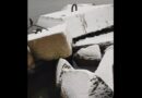 Лиепая: норка резвится в снегу (видео)