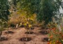 В Курземском крае полицейские ликвидировали ферму по выращиванию марихуаны